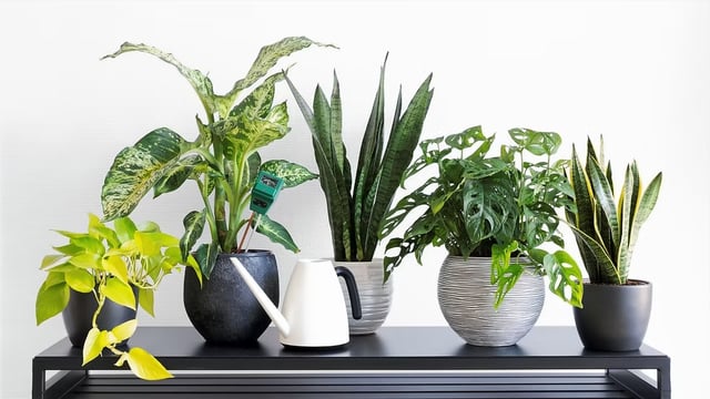 Fresh Plant