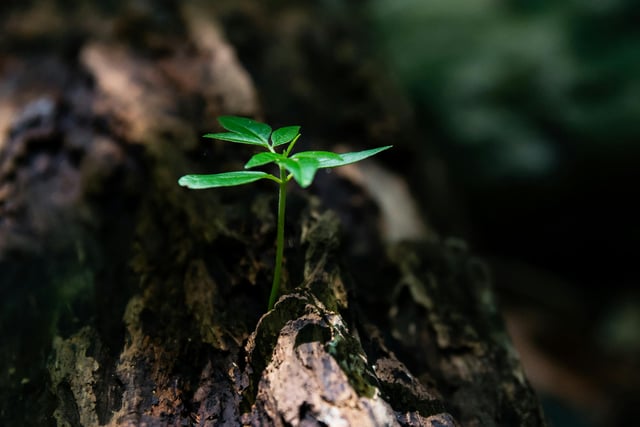 Fresh Plant